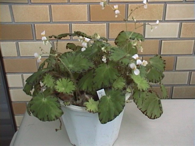 B. ‘Hitomi’
